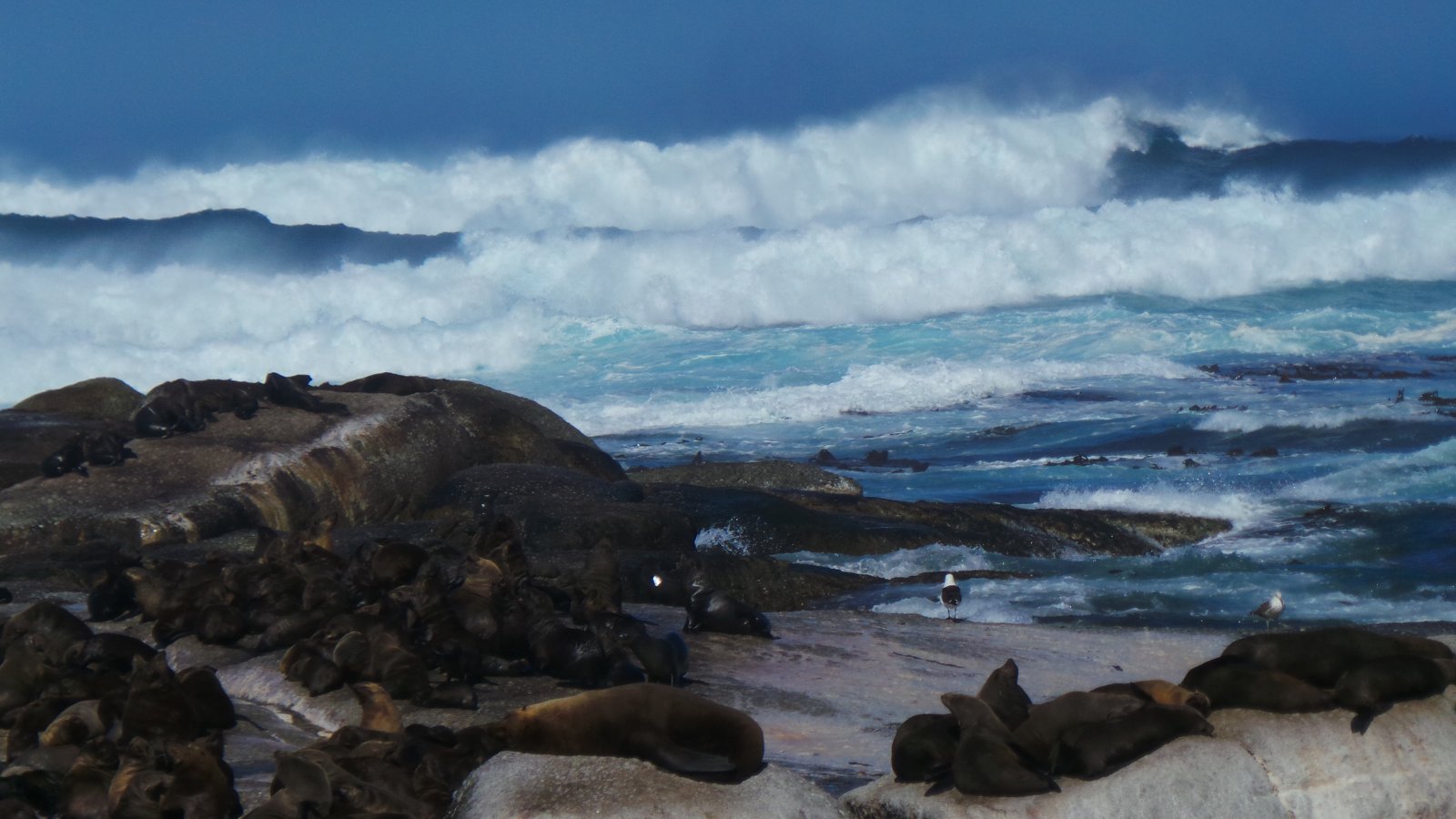 Seal Watching32